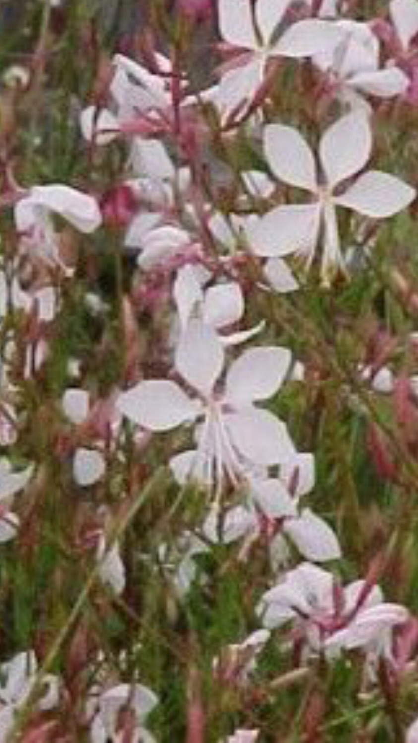 Gaura lindheimeri �Whirling Butterflies� gaura �Whirling Gaura lindheimeri �Whirling Butterflies� gaura �Whirling